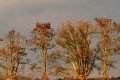 diversité hivernale